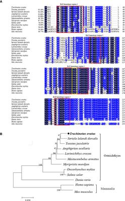 Molecular characterization and expression analysis of B-cell lymphoma-2 in Trachinotus ovatus and its role in apoptotic process